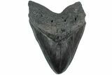 Serrated, Fossil Megalodon Tooth - South Carolina #231757-1